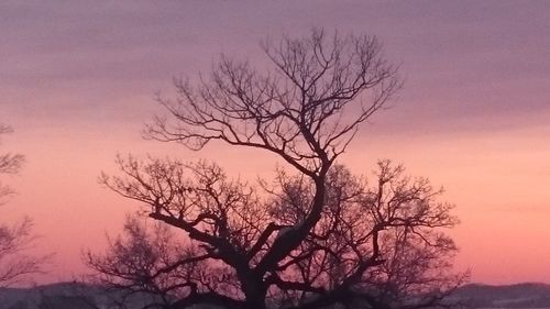 Low angle view of bare tree against clear sky during sunset