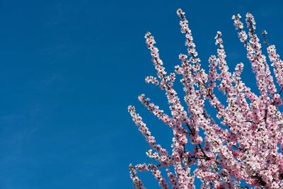 Low angle view of blooming tree against blue sky