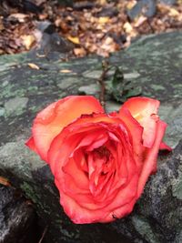 Close-up of red flower