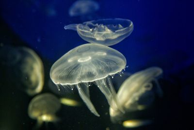 Close-up of jellyfish in sea