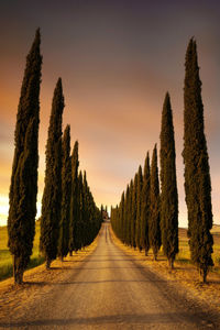 Cypress trees in tuscany, italy taken in may 2022