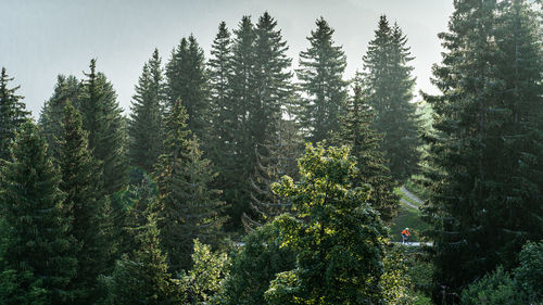 Cycling in the forest