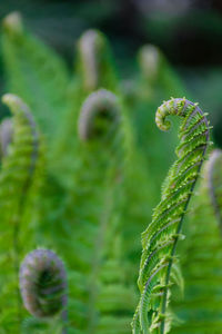 Fern close-up