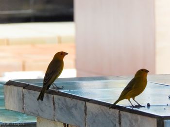 Close-up of bird perching on retaining wall