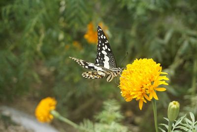 Close-up of butterfly pollinating on yellow flower