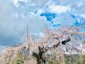 Low angle view of cherry blossom against sky