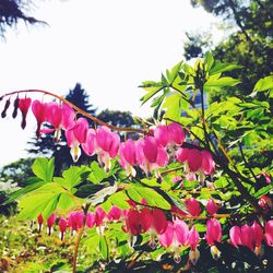 Close-up of pink flowers