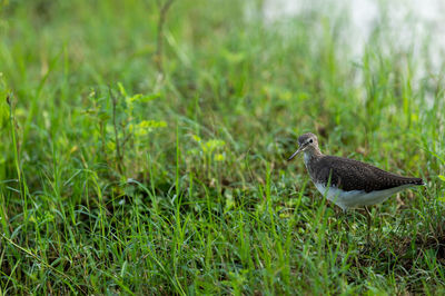 Side view of a bird on grass