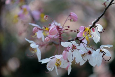 Close-up of cherry blossoms in spring