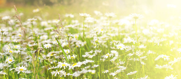 Close-up of purple flowering plants on field