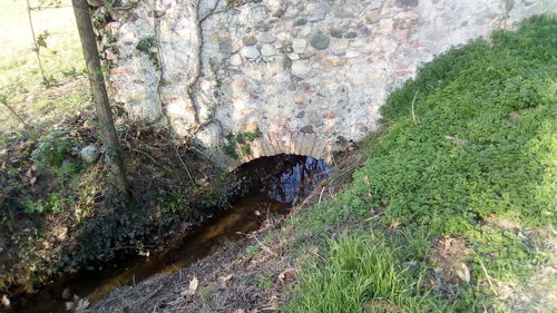 High angle view of turtle in water