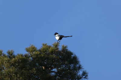 Low angle view of bird flying in sky