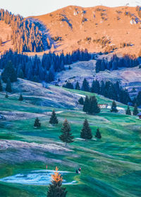 High angle view of trees on mountain