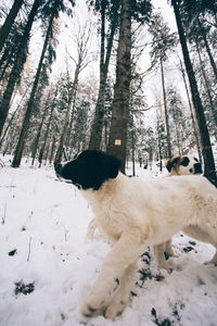 Dog on field during winter