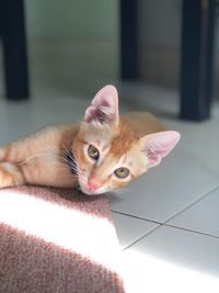 Portrait of cat relaxing on floor at home