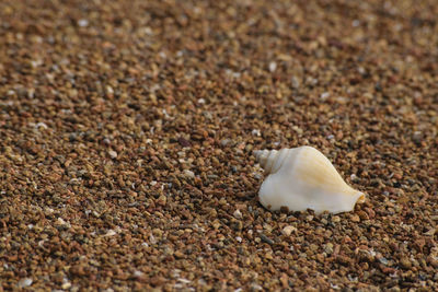 Close-up of seashell on pebble