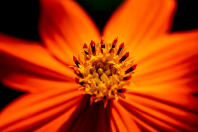 Close-up of orange flower pollen