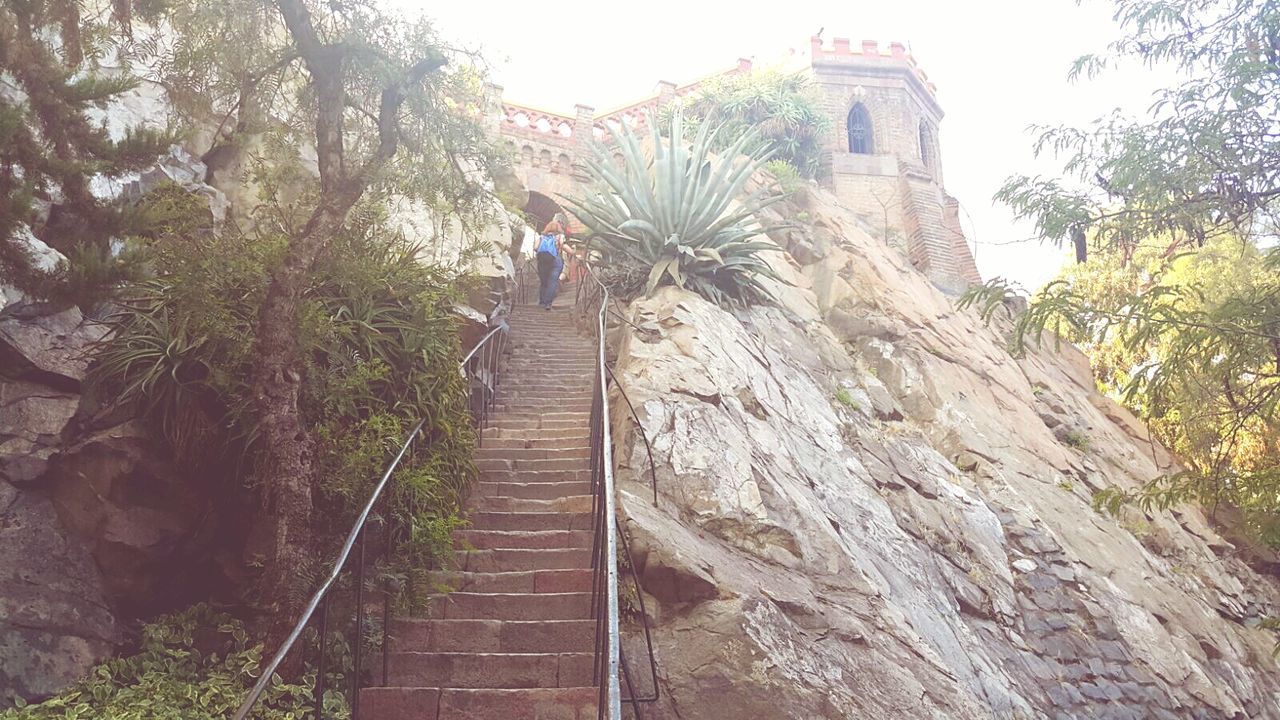 architecture, built structure, building exterior, the way forward, tree, low angle view, steps, clear sky, steps and staircases, stone wall, day, wall - building feature, old, sky, staircase, outdoors, no people, growth, plant, diminishing perspective