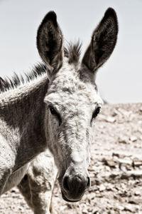 Close-up portrait of a horse