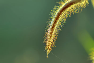 Close-up of stalks plant against blurred background