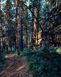 Trees in forest