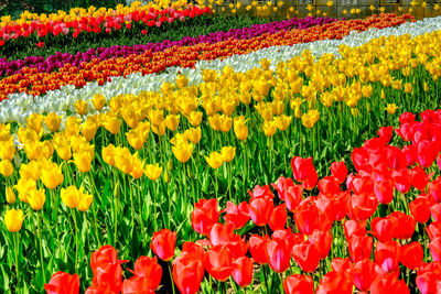 Scenic view of red tulip flowers in field