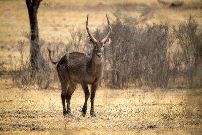 Male common waterbuck crosses scrub towards camera