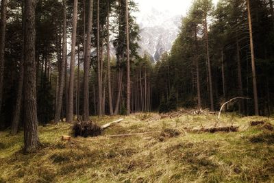 Trees growing in forest