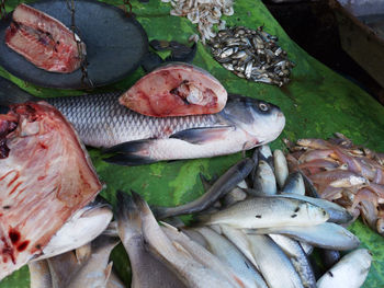 High angle view of fish in container