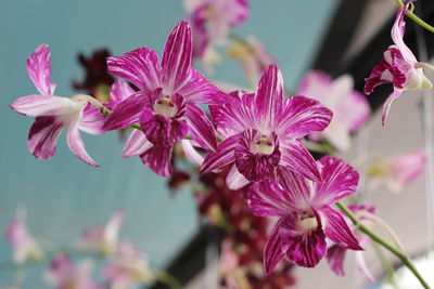 Close-up of pink flowering plant