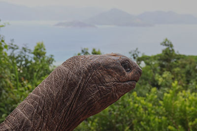 Close-up of lizard on tree against sky