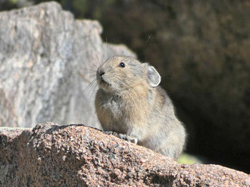 Close-up of squirrel on rock