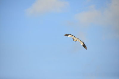 Low angle view of seagull flying in sky