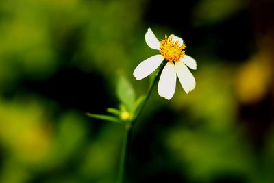 Close-up of white flowering plant