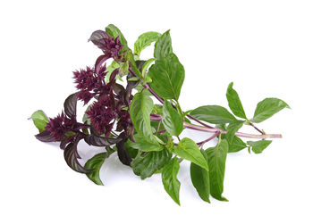 Close-up of green plant against white background