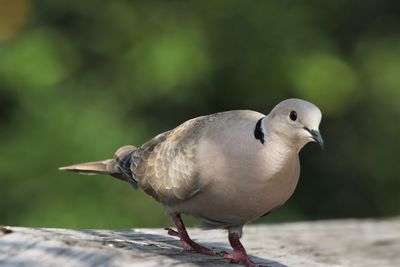 Close-up of bird perching on a railing