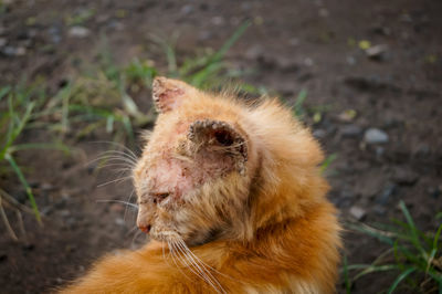 Close-up of cat on field