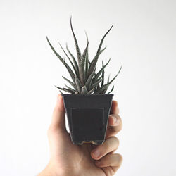 Close-up of hand holding plant against white background