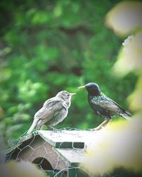 Close-up of bird perching outdoors