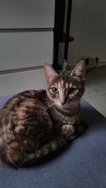 Portrait of cat sitting on floor at home