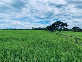 Scenic view of agricultural field against sky