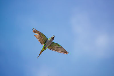 Low angle view of bird flying against clear blue sky