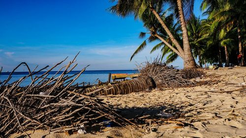 Palm trees on beach against sky