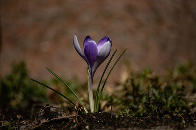 Close-up of purple crocus flowers on field