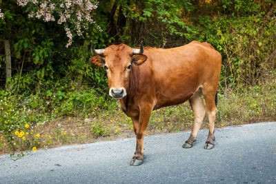 Portrait of cow standing on road