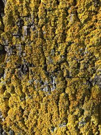 Close-up of lichen on tree trunk