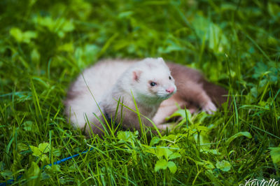 Animal grazing on grassy field