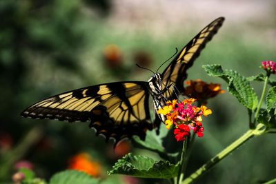 Close-up of butterfly pollinating on flower