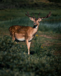 Deer standing on field