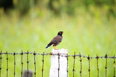 Bird perching on post by fence